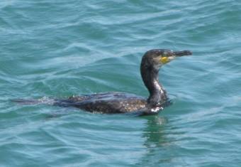 100707 Cormoran (1).jpg