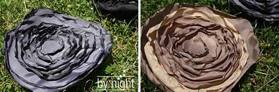 pâquerette ou nénuphar?