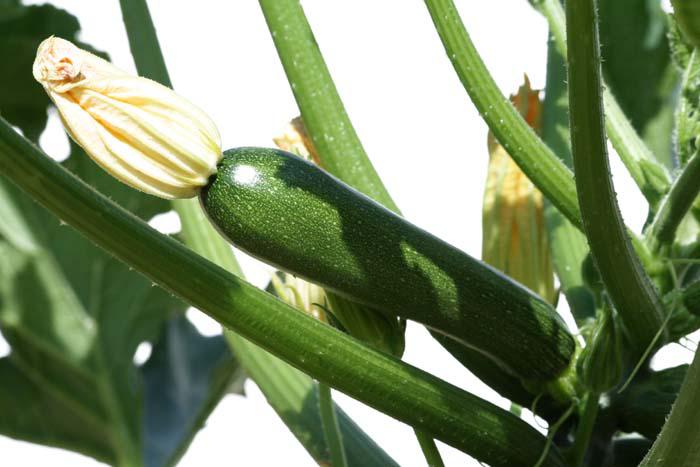 Zucchini courgette ズッキーニ anissa