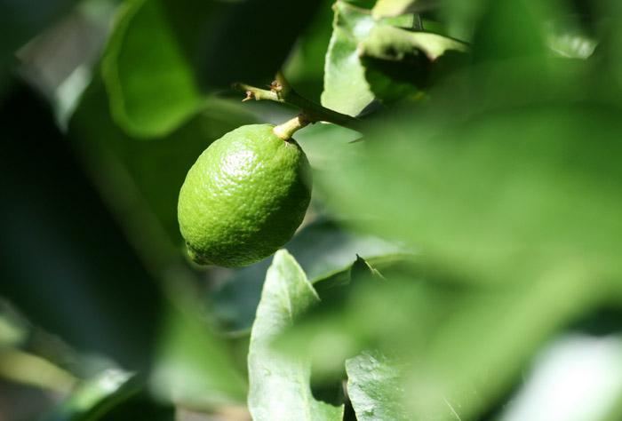 Lime ライム citron vert lima