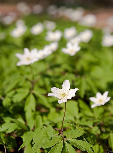 Anémones en forêt de marchiennes