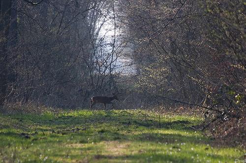 Chevreuil en forêt de Marchiennes
