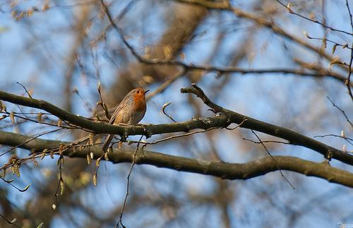 Anémones en forêt de Marchiennes
