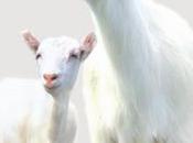 lait chèvre, l’aliment pour beauté intérieure extérieure