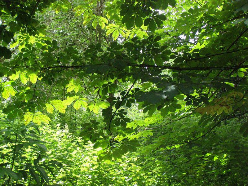 Un brave homme (Roman Sef)