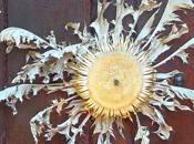 fleur fait pluie beau temps