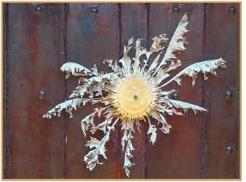 La fleur qui fait la pluie et le beau temps