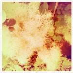 bleu 7 150x150 Chapitre 188: La Dame de Lectoure