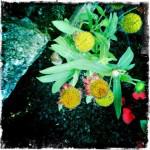 bleu 25 150x150 Chapitre 188: La Dame de Lectoure