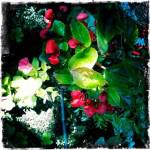 bleu 24 150x150 Chapitre 188: La Dame de Lectoure