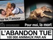 L'abandon animaux