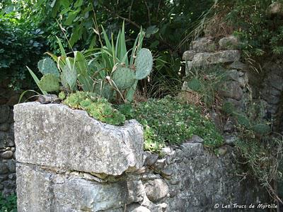 De vieilles pierres et des fleurs