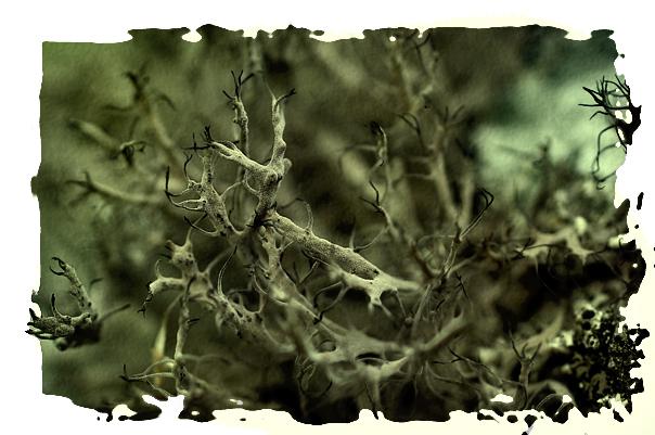 lichen-fruticuleux.jpg