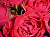 roses St-Valentin empoisonnées
