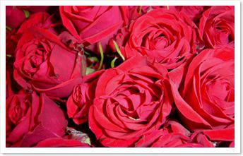 roses-equitables-st-valentin-commerce-equitable