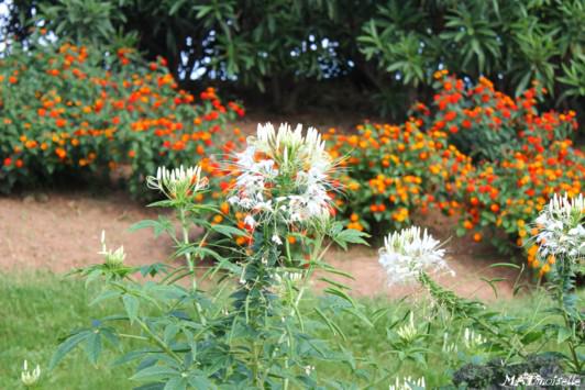 Nice, c'est nice [naïce]