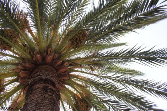 Nice, c'est nice [naïce]