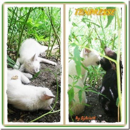 TENDRESSE CHATS