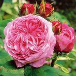 rose_centifolia