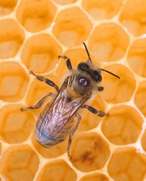 bienfaits avantages manger miel santé