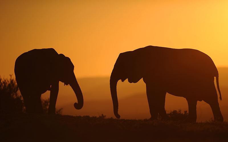 Début juillet, sur fond de coucher de soleil, ces deux éléphants se baladent dans le parc national d’Addo, situé dans la région du Cap Oriental, en Afrique du Sud. Ils sont plus de 200 pachydermes à être regroupés sur ce site. 