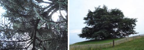 Elle m’apprend qu’il s’agit d’un cèdre