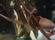 Paul Poulpe champion monde