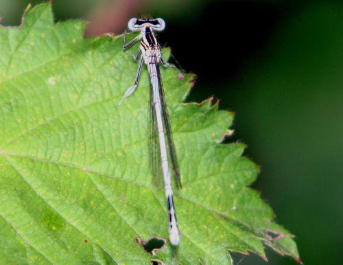agrion bleu très clair 12 juil 2010 013.jpg