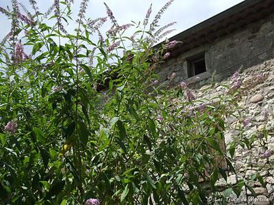 L'arbre à papillons