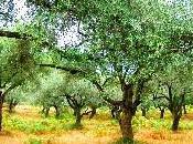 FOIRE L'OLIVIER week-end Montegrosso