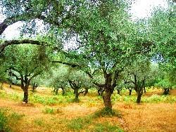FOIRE DE L'OLIVIER ce week-end à Montegrosso .