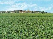 ..carte postale publicité vigneron.