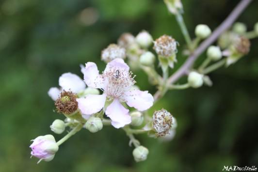 Paysage de randonnée