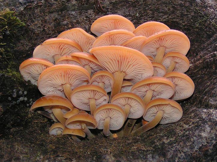 L'IMAGE DU JOUR: Champignons enokitake