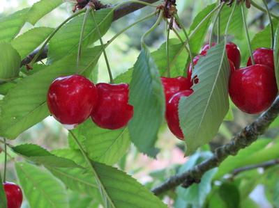 CERISES.jpg