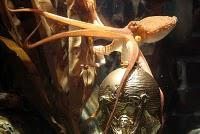 Paul le poulpe n est pas a vendre