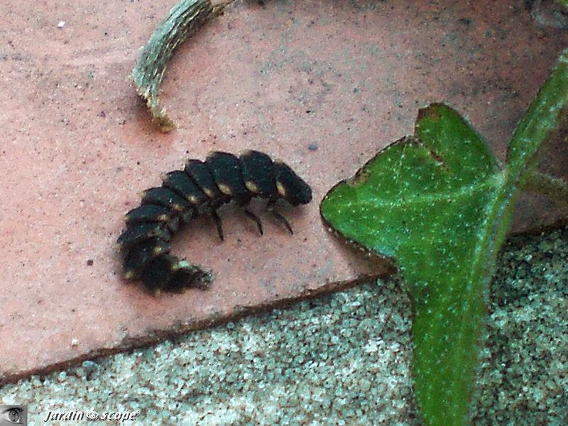 Cerceris rybyensis, une petite guêpe masquée...