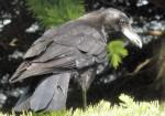 Corbeau.jpg