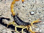 Conte: scorpion crocodile