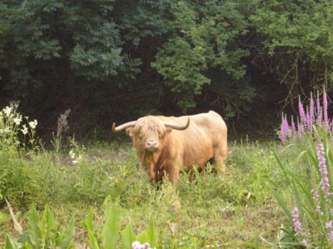 taureau vauban esquermes