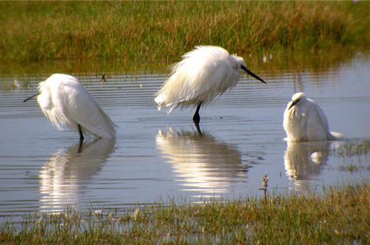 dans la baie de somme, un  espace naturel exceptionnel, le parc