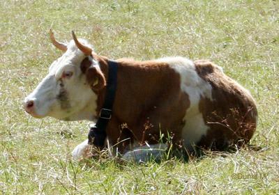 Vaches et taureau dans la Campagne neuchâteloise Suisse