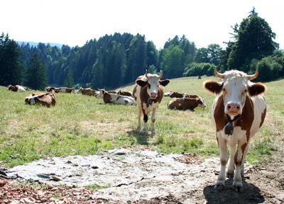 Vaches et taureau dans la Campagne neuchâteloise Suisse