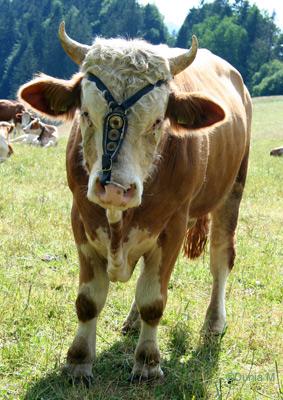 Vaches et taureau dans la Campagne neuchâteloise Suisse