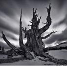 An ancient Bristlecone Pine tree photographed in Winter high in California's White Mountains in the Patriarch Grove, the oldest grove of trees in the world.  A 'long exposure' streaks the passing clouds overhead at twilight. 
