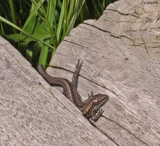 lézard Les Gets Aout 2007