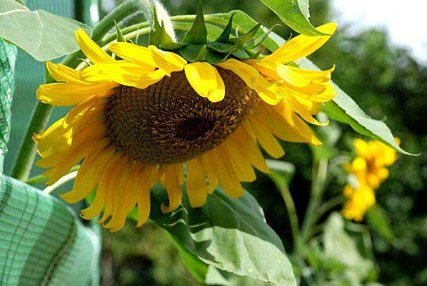 tournesol-2