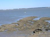 POETE -deuxième service-