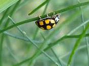 coccinelle fenouil sauvage
