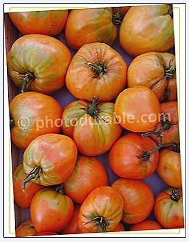 ADSBdeSANNOIS-tomates--bio.jpg